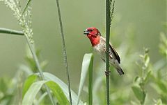 Cardinal Quelea